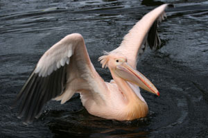 Doin’ the Pelican Shuffle