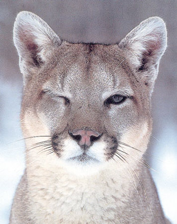 old cougar type